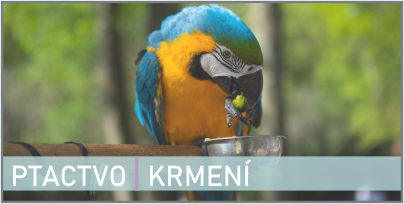 Vše důležité o krmení | Ptactvo